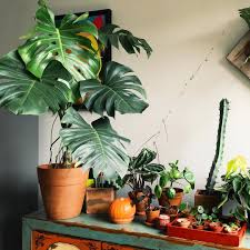 Houseplants Indoor Plants Plants Decor Home Decor Interior Style Plant Corner Pilea Peperomioides Nordic Style Scandinavi Plant Decor Plants Houseplants Indoor