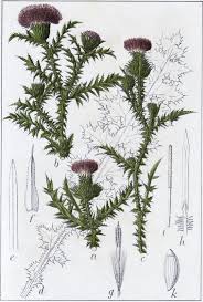 Image result for Carduus