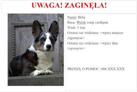 Zobacz 13 odpowiedzi na zadanie: Safepet Aby Twoj Pupil Byl Bezpieczny Z Widokiem Na Gory Gory Z Psem Sa Nasza Codziennoscia