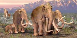 A species is considered to be extinct when the last individual of that species dies. Resurrecting Extinct Species Comes With Legal Issues Ars Technica