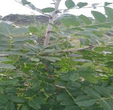 Image result for Zanthoxylum