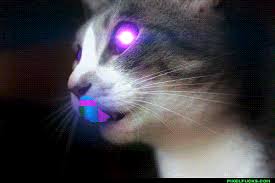 Tripocalypse Now Weekend Gif Tripout Trippy Cat Funny Cat Wallpaper Cat Gif