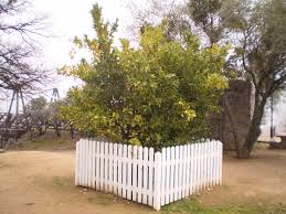 Maybe you would like to learn more about one of these? Mother Orange Tree Wikipedia
