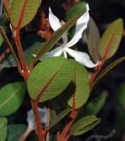 Image result for Ancylobothrys