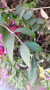 Image result for Buddleja madagascariensis