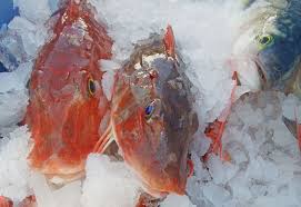 They have evolved to survive in water that is just above freezing. Keeping Your Catch Fresh Nz Fishing World