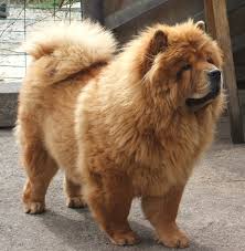 La notice de soins et d'éducation, et le kit chiot comprenant croquettes, laisse, harnais. Particulier Elevage Chow Chow A Grezieux Le Fromental Uncompagnon Fr