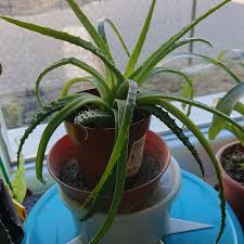 We did not find results for: Aloe Humilis Hedgehog Aloe In Gardentags Plant Encyclopedia