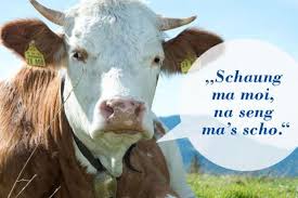 Sie vertreten die meinung, dass die tiere durch die jagd aufgescheucht würden, was ihren bedarf an futter steigere und auch die. Ostfriesen Halten Kuh Als Haustier Agrarheute Com