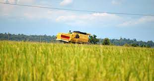 Pemandangan sawah padi di kampung pemandangan alam gambar. Gambar Sawah Padi Menguning Ciklaili