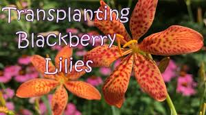 Check spelling or type a new query. Transplanting Blackberry Lilies Youtube