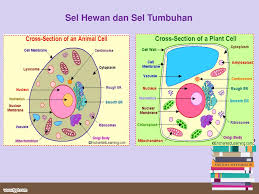 Sel tidak lulus pos pemeriksaan dimasukkan ke dalam fase gap nol (g0). Ppt Organisasi Kehidupan Sel Powerpoint Presentation Free Download Id 6282642