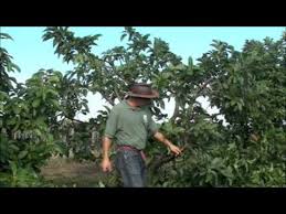 Maybe you would like to learn more about one of these? Pruning Avocados Youtube