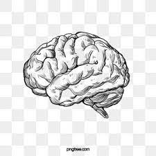 The Structure Of The Human Nervous System Is Positive Brain Art Brain Art Drawing Brain Vector