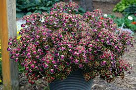 Image result for Coleus guerkei