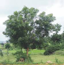 Image result for Azadirachta
