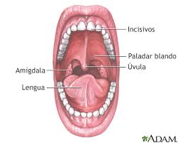 Amigdala Inflamada Sin Dolor Actualizado Marzo 2022