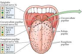 Gross Anatomy Of The Tongue Dental Assistant Study Anatomy Of The Tongue Tongue Sores