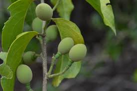 Image result for Opilia amentacea