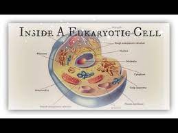 Eukaryotic animal cell organelles and functions. Inside A Eukaryotic Cell Organelles And Their Functions Youtube