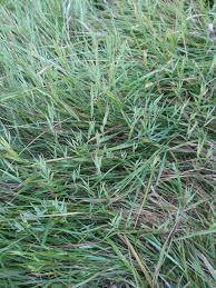 Image result for Agrostis pilgeriana