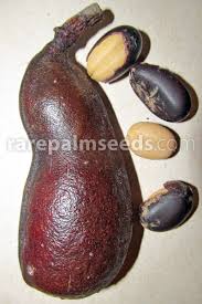 Image result for Hymenaea courbaril