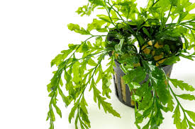 Image result for Bolbitis