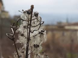New trees and sidewalks are up on the 500 block #ilovewpb early voting is open at city hall downtown! The Winter Gives A Poetic Touch To The Clematis Vitalba Steemit