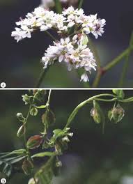 Image result for Aneilema dispermum