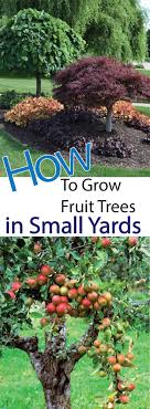 Start by reading these short fact sheets. 4 Ways To Grow Fruit Trees In Small Yards Making Diy Fun Fruit Trees Backyard Fruit Trees Growing Fruit Trees