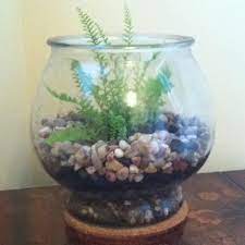 We did not find results for: I Recycled A Regular Fish Bowl As A Little Fern Planter R I P Spotty The Beta Fish Fern Planter Fish Bowl Large Glass Bowl