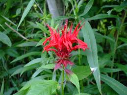 Image result for Monarda didyma