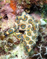 Blue Ringed Octopus Definition And Synonyms Of Blue Ringed Octopus In The English Dictionary