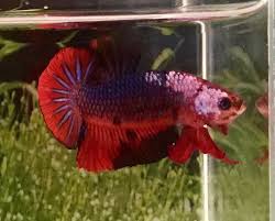 Betta Fish Betta Fish Ideas Bettafish Fishbetta 263 Thai Import Fancy Multicolor Male Hmpk Halfmoon Plakat Betta Live Fish 4 Betta Fish Betta Fish Pet