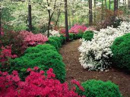 Image result for Azalea azaleas