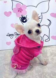 Pin De Katherine Alvarado En Baby Chihuahua Don T Judge The Breed Won T Judge Your Kids Perros Chihuahua Hacer Ropa De Perro Fotos De Perros Chihuahua