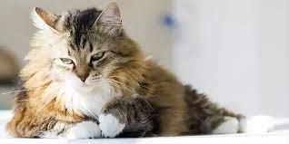 Cats of all types came to america on the mayflower, protecting the early colonist's food from rodents and other vermin. List Of The Top 8 Long Haired Cat Breeds Bengalcats Co