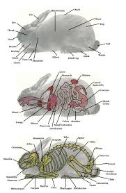 Rabbit Body Parts Chart