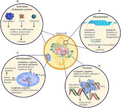 The metabolism of vinca alkaloids. Frontiers Pathophysiology Of Chemotherapy Induced Peripheral Neuropathy Molecular Neuroscience