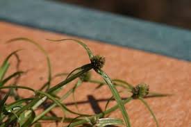 Image result for Kyllinga