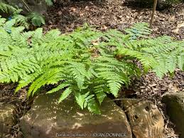 Image result for Pteridium aquilinum