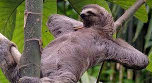 Traducir perezosos significado perezosos traducción de perezosos sinónimos de perezosos, antónimos de perezosos. Los Perezosos No Son Vagos Y Otros Mitos Que Desconoces Sobre Animales Ecodiario Es