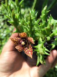 Image result for Orbea semota