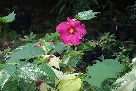 Image result for Hibiscus mutatus