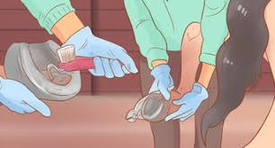 I know it all depends on how backlogged the system is with requests. How To Help A Horse Recover From Founder 12 Steps With Pictures