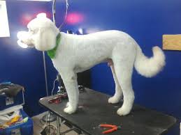 Internship, small animal medicine & surgery, angel animal medical center, boston ma. Blue Angel Pet Salon 2 2639 W Michigan Ave Pensacola Fl 32526 Yp Com