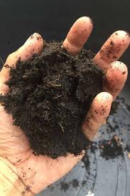 The process of potting a cactus plant starts with finding the right pot size and potting mix. Best Potting Mix For A Christmas Cactus Gardener S Path