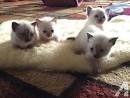 Siamese Kittens For Sale by Reputable Breeders | Pets4You
