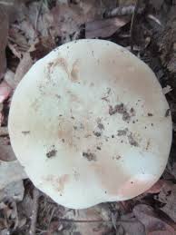 Image result for Russula compacta