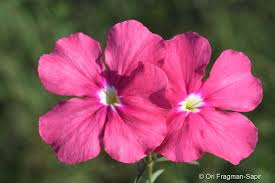 Image result for Cycnium